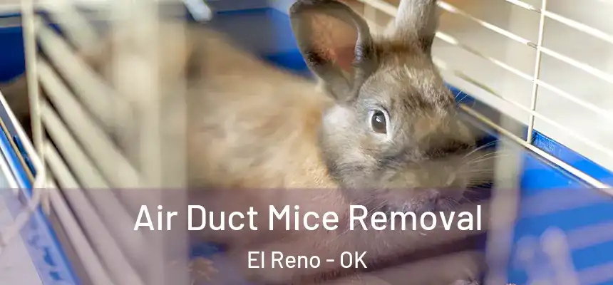  Air Duct Mice Removal El Reno - OK